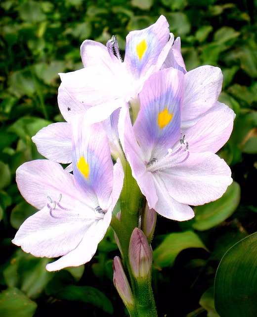 Thân lục bình được phơi khô, bện thành dây, thành thừng để tạo nên các sản phẩm thủ công mỹ nghệ đẹp mắt như chiếu, bàn ghế, giỏ… (Nguồn Pinimg)