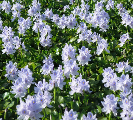 Lục bình còn có tác dụng khử trừ ô nhiễm môi trường do nó có khả năng hấp thụ những kim loại nặng như chì, thủy ngân. Ngoài ra, nó còn có tác dụng chữa sưng tấy hoặc viêm da ở con người. (Nguồn Vcmedia)