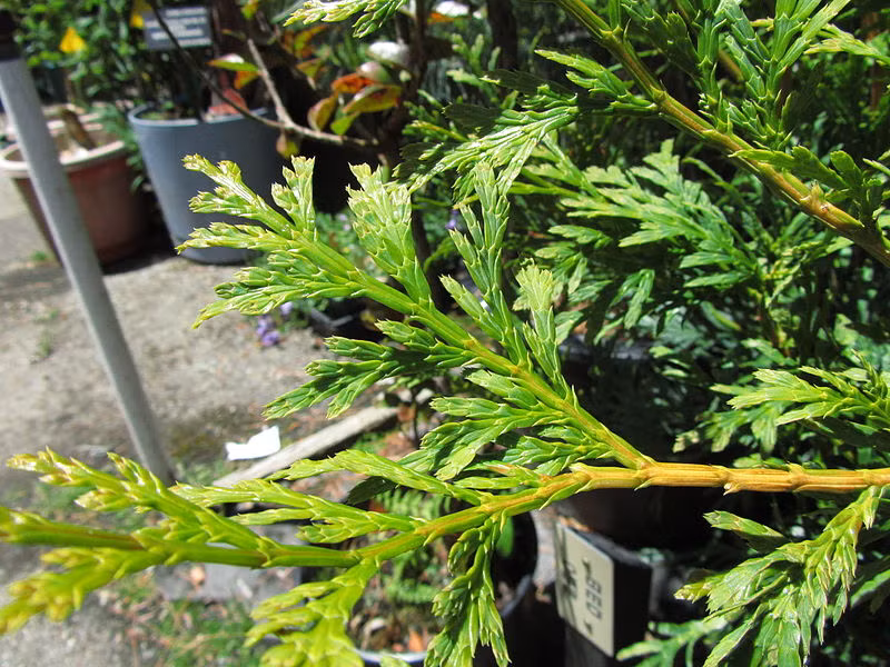 Ở nước ta, gỗ cây pơ mu được coi là một loại gỗ quý do có mùi thơm đặc trưng, vân gỗ đẹp, trọng lượng nặng và đặc tính không bị mối mọt phá hoại. (Nguồn Wikimedia)