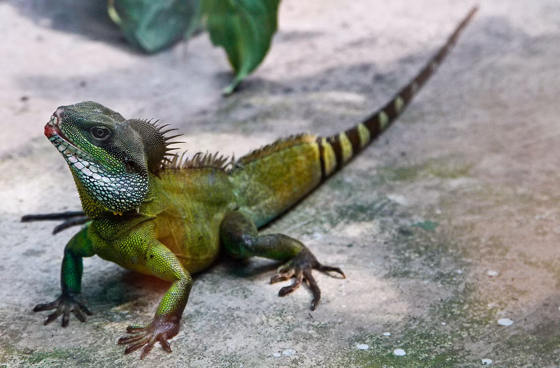 Không chỉ được nuôi làm thú cưng, kỳ tôm còn được chế biến thành nhiều món ăn với hương vị vô cùng hấp dẫn như nướng, xào lăn, băm làm chả, xào sả ớt... (Nguồn Amazonaws) 