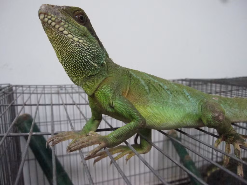 Con kỳ tôm hay còn được gọi là con rồng đất, là động vật hoang dã thường sống trên các cây gần ao hồ hay sông ở đồi núi. (Nguồn Webmienphi)