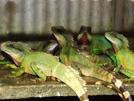  Kỳ tôm cùng họ với kỳ đà nhưng có kích thước nhỏ hơn. Một con kỳ tôm trưởng thành có chiều dài từ 50cm - 100cm nhưng đuôi chiếm gần ⅔ cơ thể, trọng lượng khoảng 0,6kg/con. (Nguồn Nongnghiep)