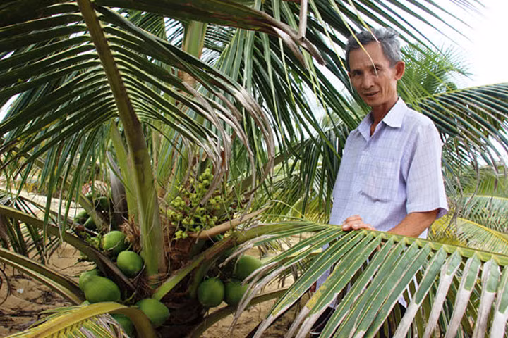Nước dừa xiêm chứa nhiều đường glucose, fructose và sucrose. Ngoài ra, nó còn chứa nhiều đạm và các vitamin C, vitamin B1 và khoáng chất như kali và magiê. (Nguồn Baomoi) 