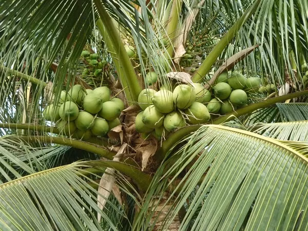 Dừa xiêm được trồng ở các tỉnh miền Trung chạy dài đến Cà Mau và ra tận các đảo xa. Giống dừa xiêm có khả năng chống chịu khô hạn, ngập úng và mặn tốt. (Nguồn Khanhhoa)