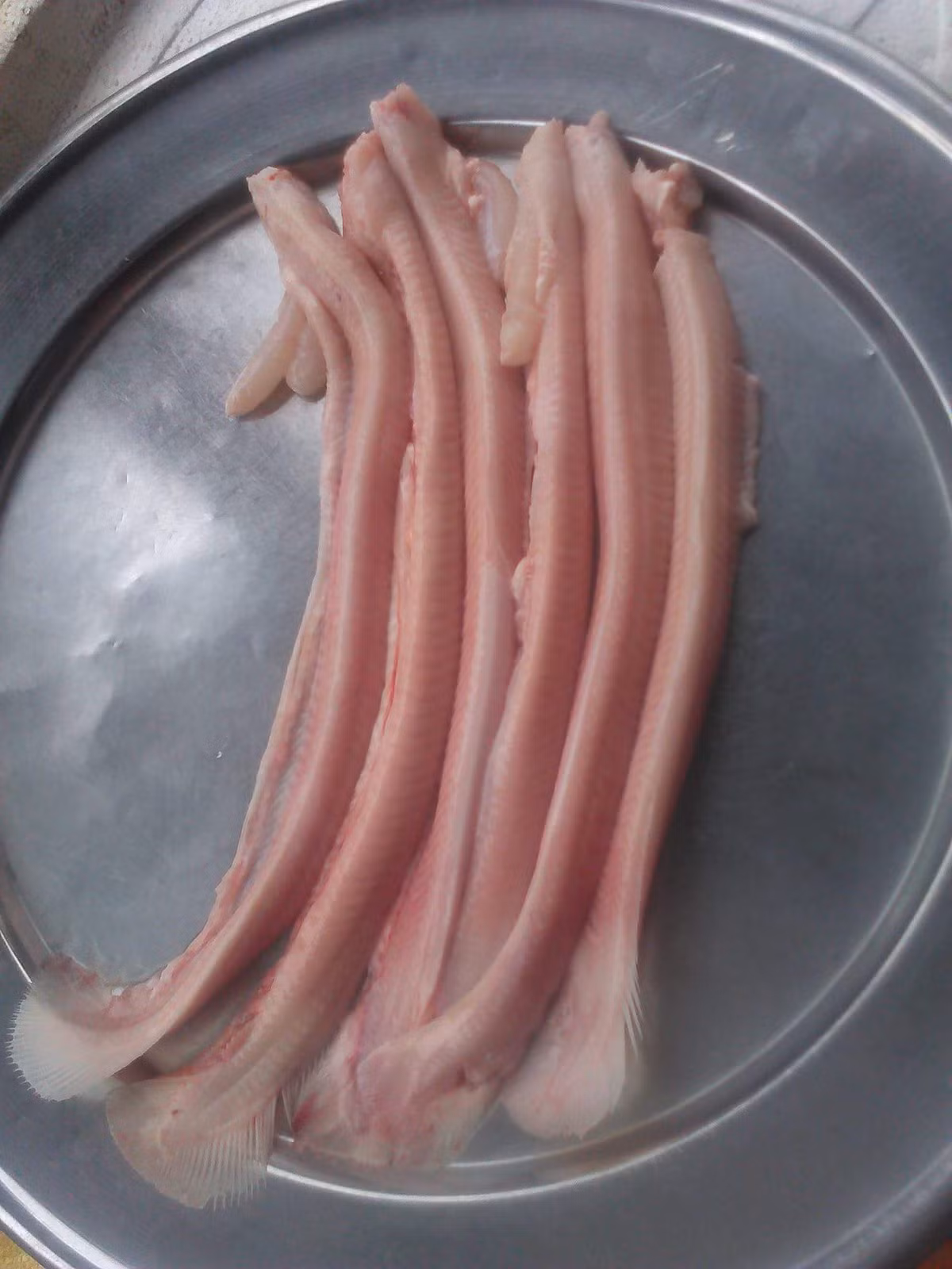 Cá ninja không có xương sống mà chỉ là lõi sụn trắng, mắt của nó gần như mù không nhìn thấy gì. (Ảnh Haisan) 