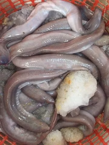 Cá ninja thường câu được theo giàn câu giăng câu cá bánh đường. Trước đây mỗi khi bắt được cá ninja, ngư dân thường ném thả về biển do không biết đây là con gì. (Ảnh Postimg)