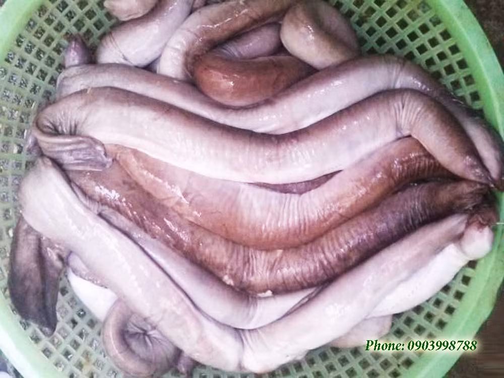 Cá ninja xuất hiện phổ biến ở các thành phố miền Trung như Quy Nhơn, Quảng Ngãi, Nha Trang…(Ảnh Hstatic)