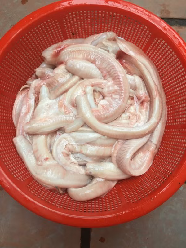 Cá ninja còn có tên gọi khác là cá ''giấu đầu lòi đuôi" do khi được bắt lên, cá thường cuộn đầu như giấu đi. (Ảnh Otofun)