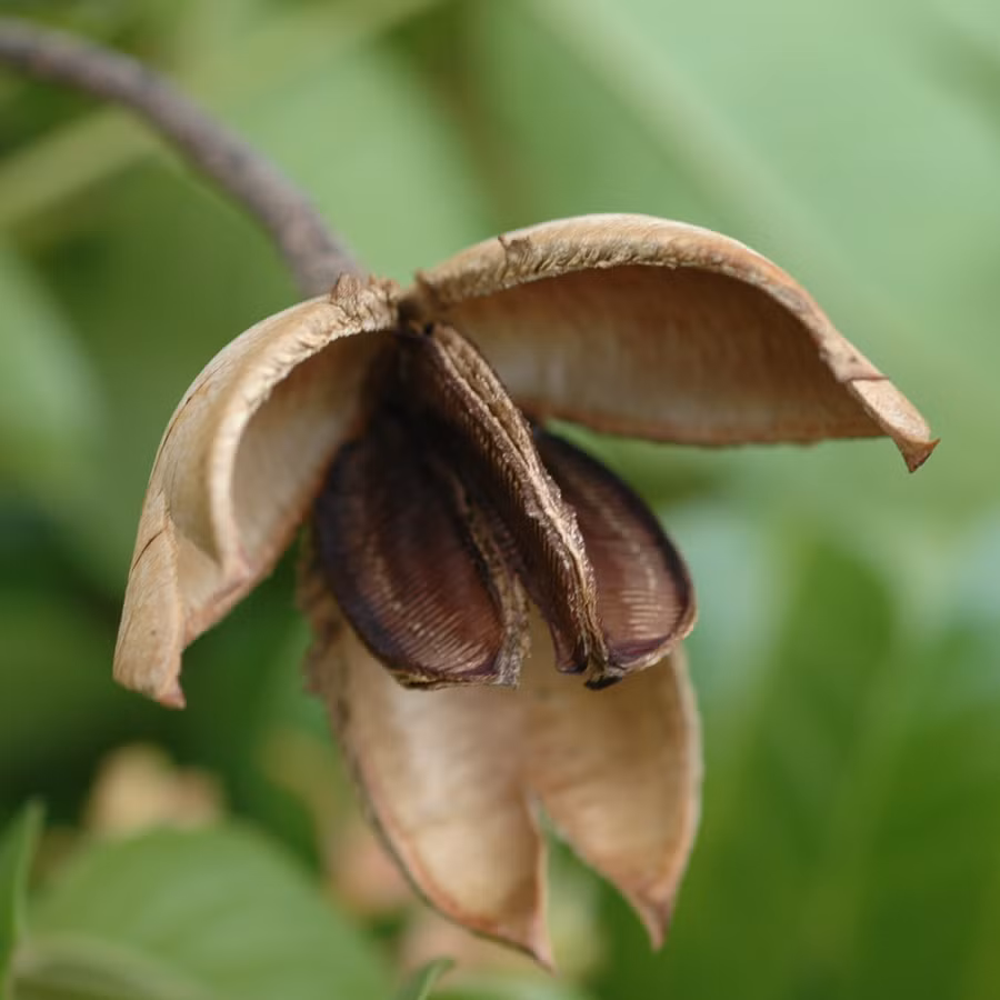 Cây lát hoa ưa đất tơi xốp, ẩm, nhiều mùn. Cây có khả năng sống ở đa dạng các địa hình, từ vùng đồi thấp, đất sâu, ẩm ven khe đến vùng núi cao,...(Nguồn Danviet)