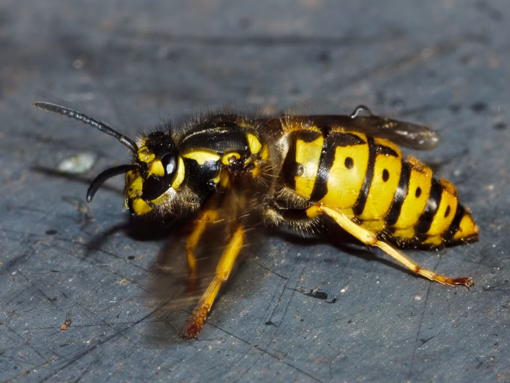 Khi con tò vò cái con lớn lên, nó sẽ lặp lại quy trình đào hố và đẻ trứng như con tò vò mẹ. (Nguồn Indicia)