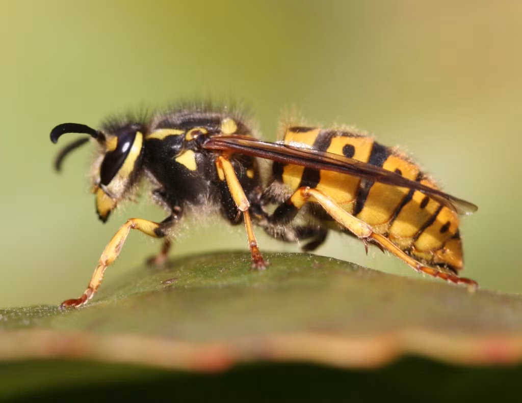Tò vò khá hữu ích trong việc tiêu diệt các loại côn trùng gây hại cho mùa màng mà lại không gây ảnh hưởng đến hoa màu. (Nguồn Indicia)