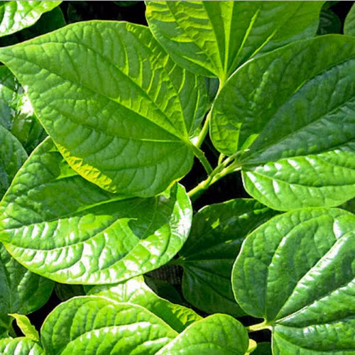 Những người đang bị đau dạ dày, nhiệt miệng, táo bón thì không nên dùng lá lốt. Đối với người bình thường, một ngày mỗi người cũng chỉ nên ăn tối đa từ 50 – 100g lá lốt.