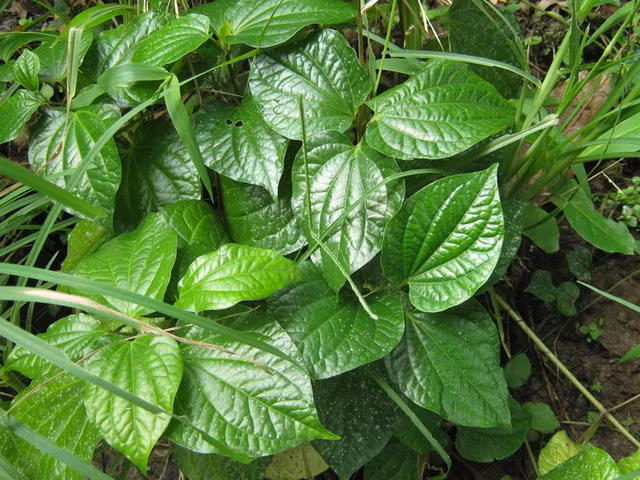 Cây lá lốt được trồng quanh năm vì đây là một loại rau sạch rất dễ trồng, ít bị sâu bệnh. Nó thường được trồng bằng cách giâm cành nơi ẩm ướt hoặc dọc bờ nước. Hằng ngày tưới nước 2 lần để cung cấp đủ nước cho cây.