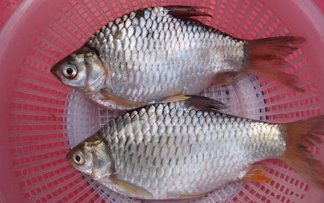  Cá mè là loài cá nước ngọt cùng họ với cá chép, phân bố ở nhiều sông, hồ, ao… khắp cả nước. Cá mè có thịt chắc, vị ngọt, béo nhưng không ngấy. (Nguồn Danviet)