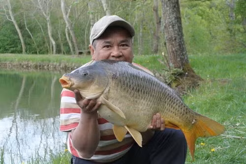 Cá mè thường mang ấu trùng sán lá gan, do đó không nên ăn gỏi cá mè hoặc ăn cá chưa nấu chín để đảm bảo an toàn cho sức khỏe. (Nguồn Danviet)