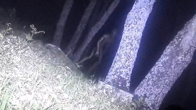 May anh nhiet phat hien nguoi ngoai hanh tinh trong rung?