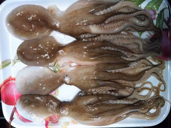 Ruốc lỗ đào lỗ dưới bùn ở các bãi vẹt bãi sú, sống nhút nhát cạnh miệng lỗ nên được gọi là con ruốc lỗ. (Nguồn Tourhalong1ngay)