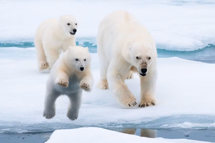 Bộ lông của gấu Bắc Cực không thấm nước. Ảnh Sierraclub.