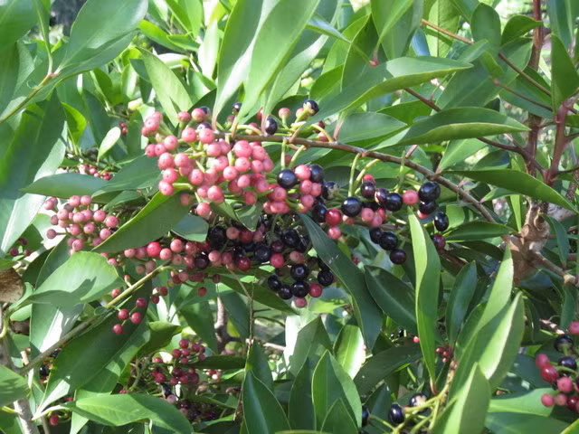 Trên thế giới, cây cơm nguội còn phân bố ở Trung Quốc, Malaysia, Indonesia. (Ảnh Houseplant411)