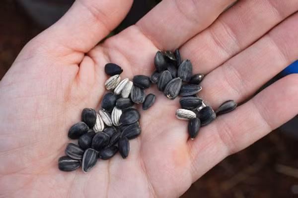 Hạt hướng dương có thể được thu hoạch sau 70 - 90 ngày trồng hoa. Loại hạt này rất dễ thu hoạch. Tuy nhiên, bạn cần phải đợi cho đến khi hoa khô hoàn toàn mới có thể thu hoạch hạt một cách dễ dàng. (Nguồn Baomoi)