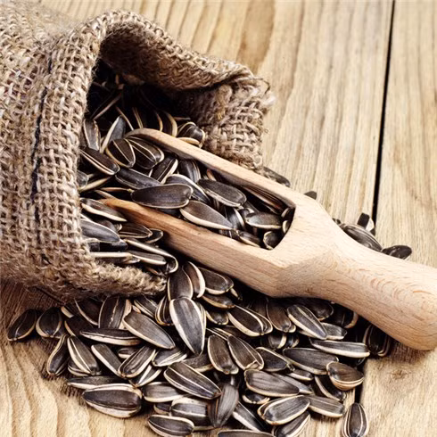 Chỉ ở một số vùng có khí hậu thích hợp như Lâm Đồng, Lào Cai… mới trồng được cây hướng dương để lấy hạt. (Nguồn Cungmua)