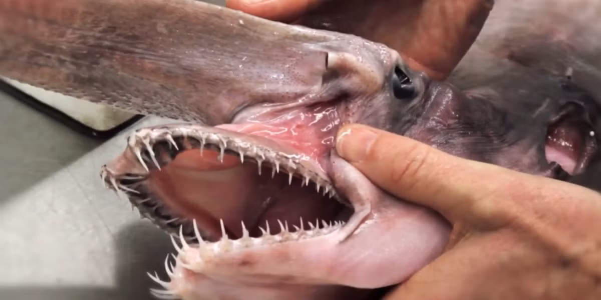 Cá mập yêu tinh được mệnh danh là “hóa thạch sống” hay “khủng long sống” do chúng quá hiếm. Ngoài ra, người ta còn gọi nó với tên gọi cá mập ma cà rồng. (Ảnh Business insider)