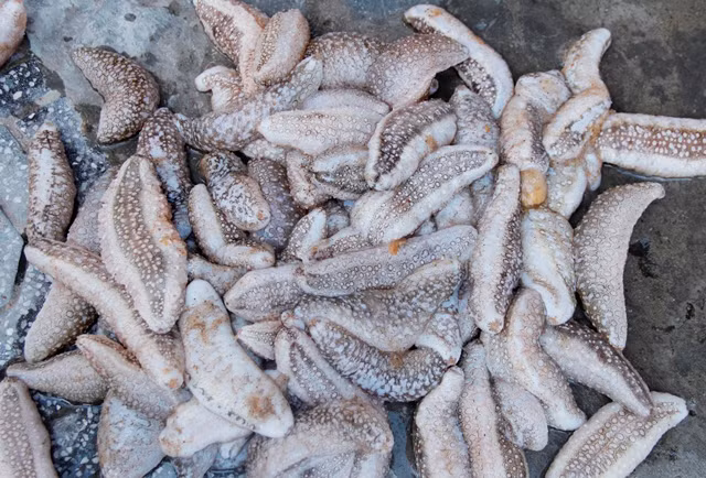 Hải sâm còn được nhiều công ty dược sử dụng để sản xuất dược phẩm dưới dạng dầu, kem hoặc thuốc xức. (Nguồn Dantricdn) 