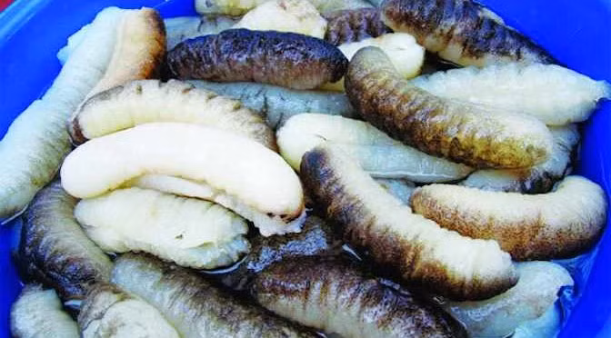 Hải sâm có hình dạng giống quả dưa chuột, là loài chuyên ăn xác chết động vật dưới biển. Hải sâm sinh sản bằng cách phóng tinh dịch và trứng vào trong nước. (Nguồn Tomvang)