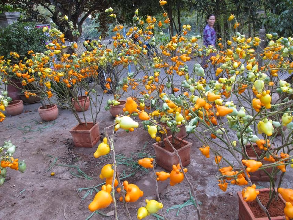 Cây dư thừa thuộc loại họ cà, ra hoa kết quả quanh năm, chủ yếu là vào mùa thu và mùa đông. (Nguồn Blogspot)