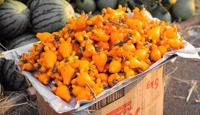 Quả dư thừa không ăn được, có độc tính rất mạnh do nó chứa các chất Solanine và Scopolamine với nồng độ cao. Quả dư thừa có chất độc chết người còn chứa các chất như Atropine và Hyoscyamine gây ảo giác và liệt cơ. (Nguồn Congly)