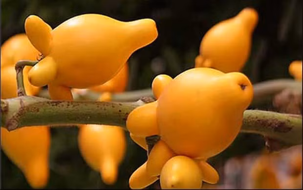 Quả dư thừa thường chỉ được bán vào dịp Tết Nguyên Đán, bắt đầu bán từ 25 tháng chạp. (Nguồn Abaza)