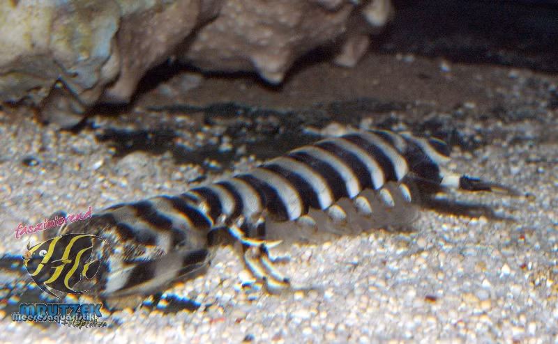 Tôm tít vằn có đặc điểm đặc biệt đó là đôi mắt của nó có thể đón nhận một số loại ánh sáng, bao gồm cả tia hồng ngoại và tia cực tím. (Ảnh Shop-meeresaquaristik)