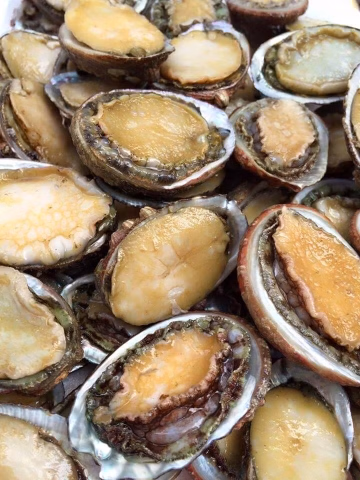 Thịt bào ngư là một khối cứng giòn, có mùi thơm ngon, được chế biến thành nhiều món ăn hấp dẫn như cháo bào ngư, bào ngư sốt dầu hào súp lơ, súp bào ngư, bào ngư nướng, bào ngư hầm rau củ,..Nguồn Paragonhotel)