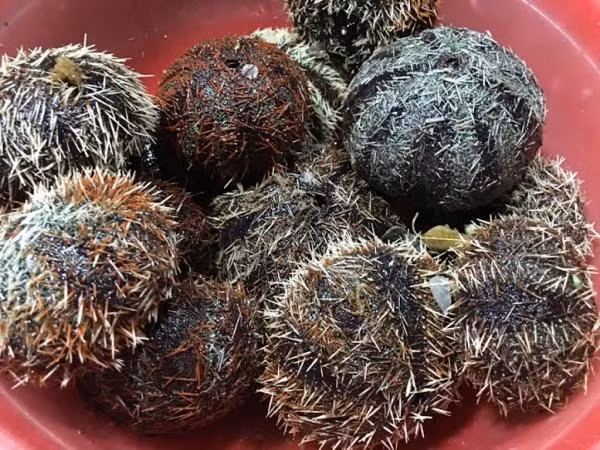 Con nhum có nhiều loại: nhum sọ màu trắng hoặc vàng cam, nhum bàn gai nhọn, dài như chông; nhum đen thịt nhiều và béo. (Nguồn Daolyson)