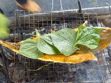 Trên thế giới, các chai phân bố ở vùng Địa Trung Hải, Nam Phi, Ấn độ, Trung Quốc, Đài Loan,...(Nguồn Vietseafoods) 