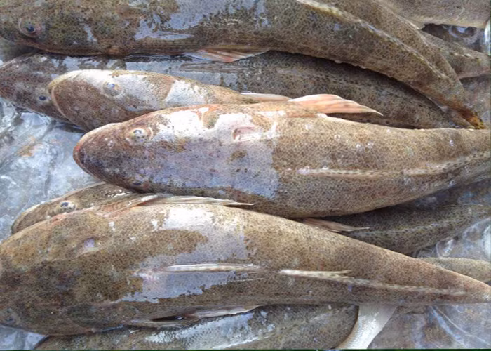 Cá có thể ăn tươi hoặc phơi khô ăn dần. Cá chai được chế biến thành nhiều món ngon khác nhau như cá chai nướng trui, cá chai kho keo,...(Nguồn Myducbinhdien)