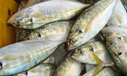 Ở nước ta, cá ngân phân bố chủ yếu ở vịnh Bắc Bộ, miền Trung, Đông và Tây Nam Bộ. (Ảnh 4ptfood) 