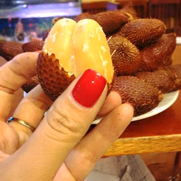 Cây mây Thái được cho có xuất xứ từ Thái Lan. Hiện nay loại cây này được trồng nhiều ở khu vực Cam Ranh, Vũng Tàu, Phú Quốc, Hà Tiên... của nước ta. (Nguồn Kul)