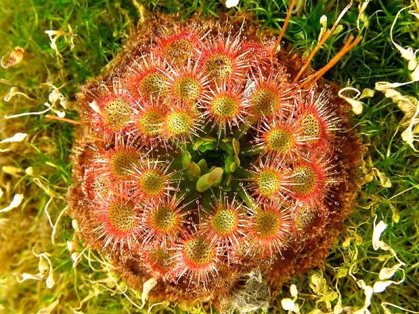 Chất dinh dưỡng có được từ việc phân hủy xác con mồi được cây gọng vó hấp thụ qua bề mặt lá. (Nguồn Blogcaycanh)