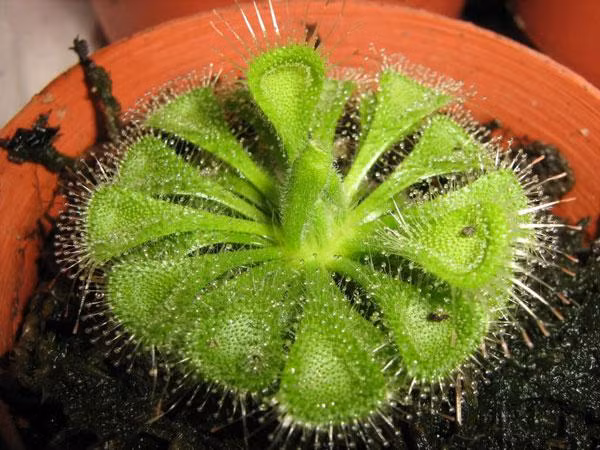 Cây gọng là loài thực vật đặc hữu của Nam Phi. Nó có thể nhân giống bằng cách giâm rễ, giâm lá, giâm ngọn hay gieo hạt. (Nguồn Hoacanh)