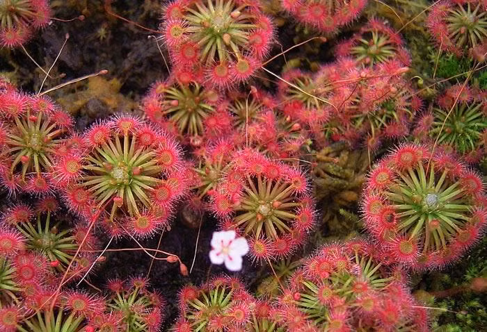 Khi con mồi đậu lên lá cây gọng vó và chạm vào các sợi lông trên bề mặt lá, những sợi lông này co lại và bao phủ lấy con mồi, tiết ra enzym tiêu hóa để phân hủy con mồi trong 1 - 2 ngày. (Nguồn Blogcaycanh)