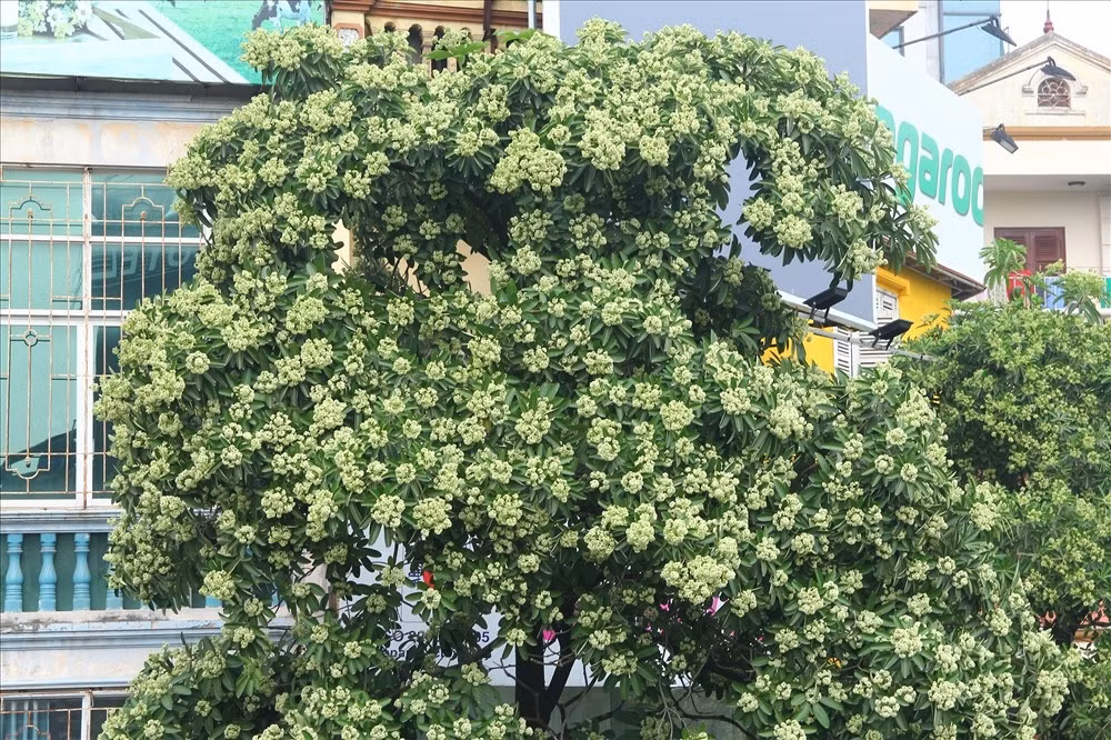 Ít ai biết rằng ngoài được trồng làm cảnh hay lấy bóng mát, cây hoa sữa còn có tác dụng chữa bệnh. Vỏ của nó có thể chữa tiêu chảy, thanh nhiệt giải độc...Ảnh Alobacsi.