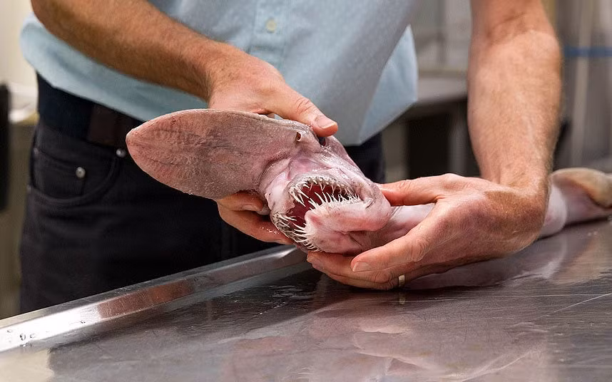 Cá mập yêu tinh sống ở vùng biển sâu. Thức ăn của chúng gồm mực ống, cá, cua, các vi khuẩn dưới biển sâu. (Ảnh Telegraph) 