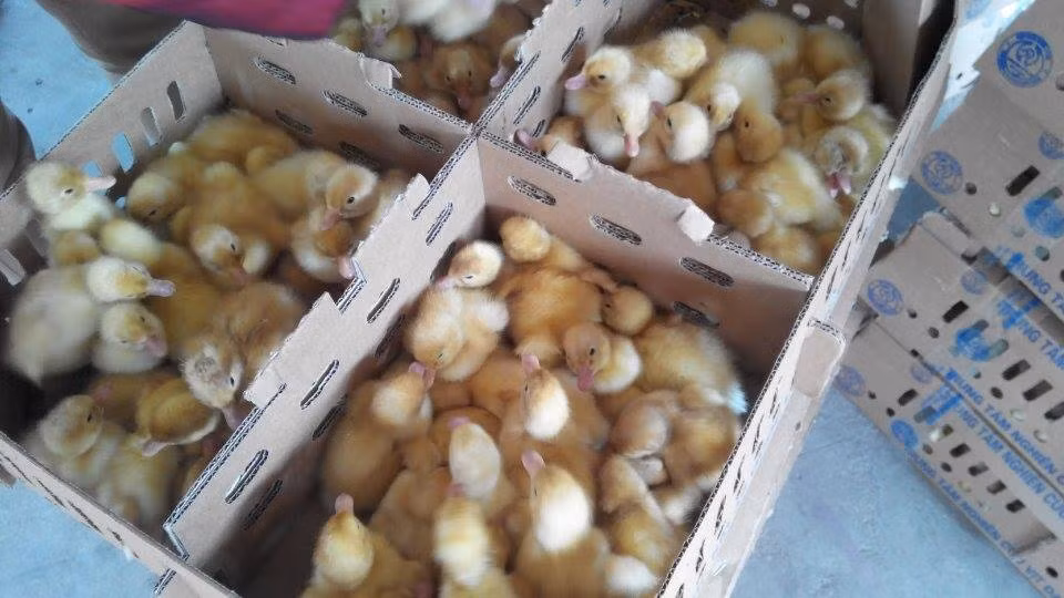 Ở nước ta, cà sáy được một số địa phương đưa vào nuôi ở quy mô nhỏ như huyện Thanh Liêm (Hà Nam), huyện Tiên Du (Bắc Ninh), Tiên Yên (Quảng Ninh)...(Nguồn Trongrausanthuong)