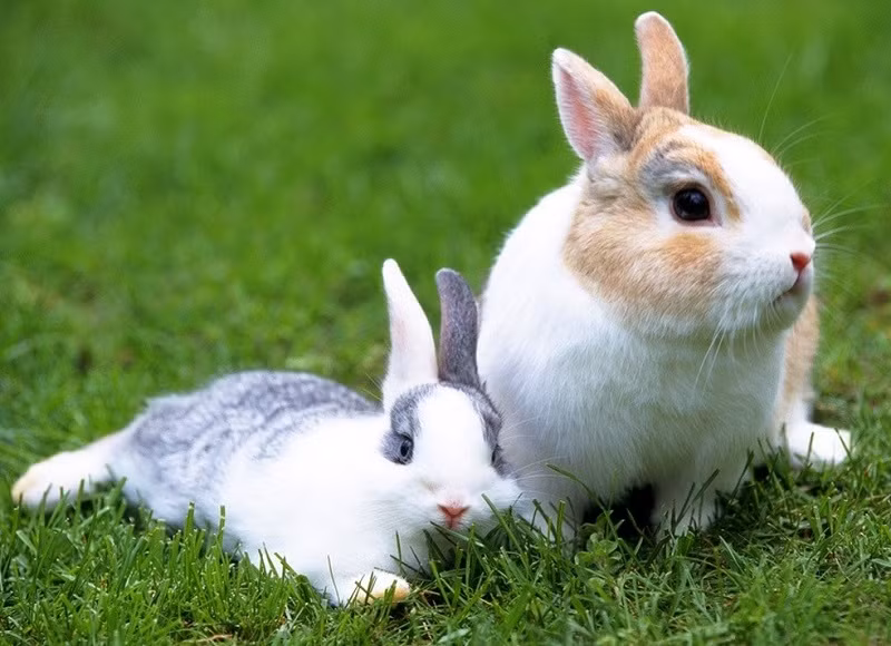  Thỏ Trong số các loài động vật ăn phân thì không thể không nhắc đến loài thỏ. Do các chất dinh dưỡng trong phân mềm đã ở trạng thái tiêu hóa một nửa, dễ được cơ thể hấp thu và sử dụng nên thỏ có xu hướng ăn phân mềm của mình thải ra. Đây là một hiện tượng lợi dụng đầy đủ chất dinh dưỡng của loài thỏ. (Nguồn Lamcanh) 