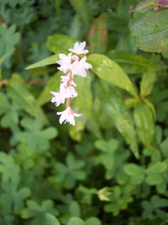 Với những cây rau răm không bị hái lá thường xuyên sẽ ra hoa, kết quả. Đặc biệt, hoa quả của rau răm có thể sử dụng để làm thuốc. (Nguồn Flickr)