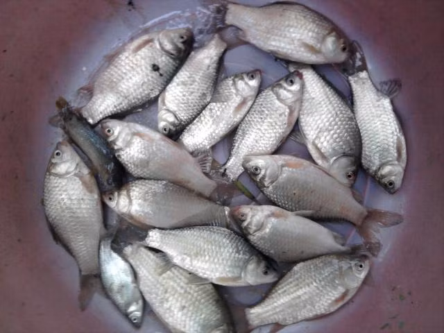 Cá diếc có kích thước nhỏ, lại chậm lớn nên thường ít được nuôi hơn cá chép. (Ảnh Hanoifishing)