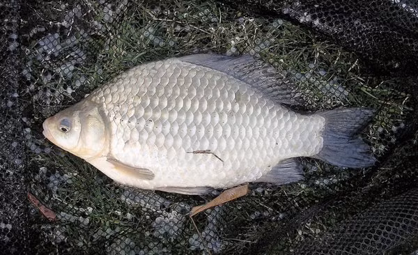 Cá diếc sinh sản từ tháng 3 đến tháng 8. Cá bắt đầu đẻ trứng khi được 1 năm tuổi. (Ảnh Cloudfront)