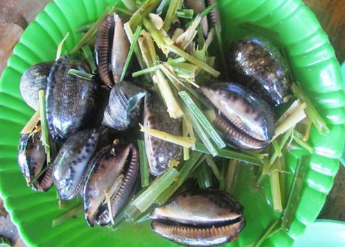  Ốc bướm là loài động vật thân mềm, kích thước lớn nhất có thể to bằng nắm tay người lớn. Thân ốc có hình bầu dục và vỏ ốc có nhiều hoa văn. (Ảnh Hotel84)