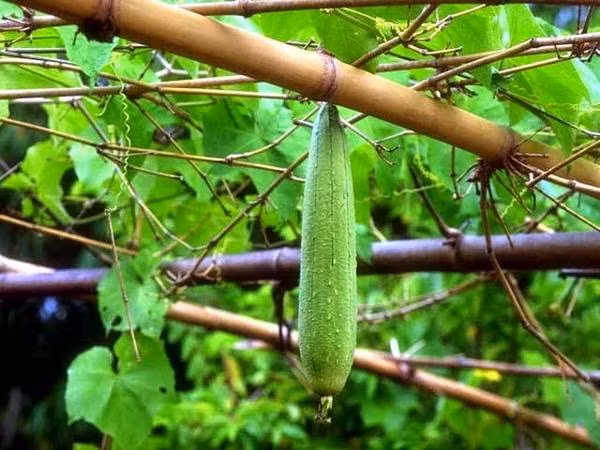 Mướp hương là loài cây bản địa của Bắc Phi. Quả mướp hương có hình trụ thuôn, khi già thì khô và bên trong có nhiều xơ dai. Xơ này được dùng làm vật cọ rửa. (Nguồn Blogspot)